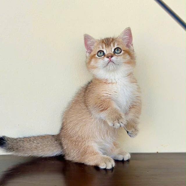 แมวมันช์กิ้น ny เด็กผู้หญิง