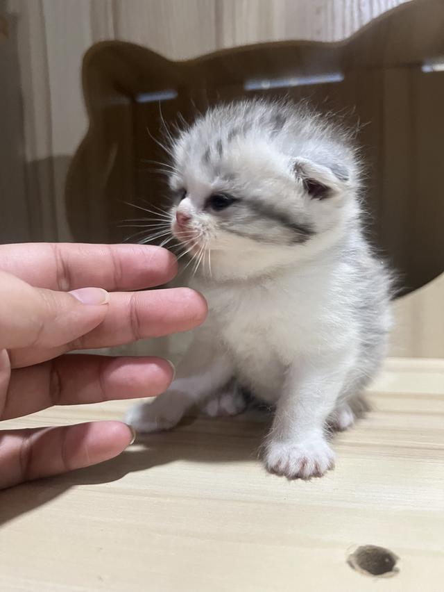 Scottish fold cat พร้อมให้จุ๊บแล้วค่า รูปที่ 5