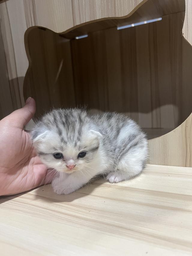 Scottish fold cat พร้อมให้จุ๊บแล้วค่า