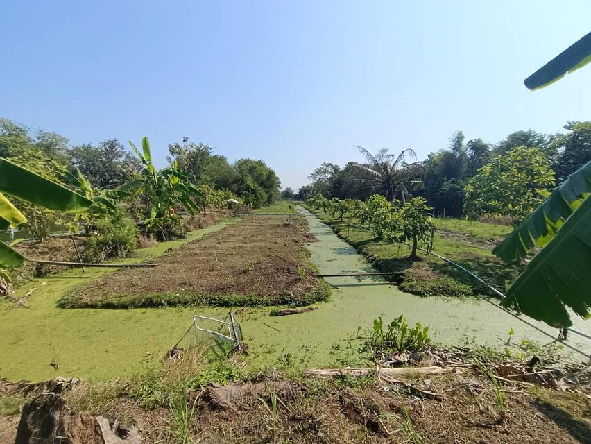 ขายที่ดิน 10 ไร่ ที่หน้าติดถนนคลอง6 4