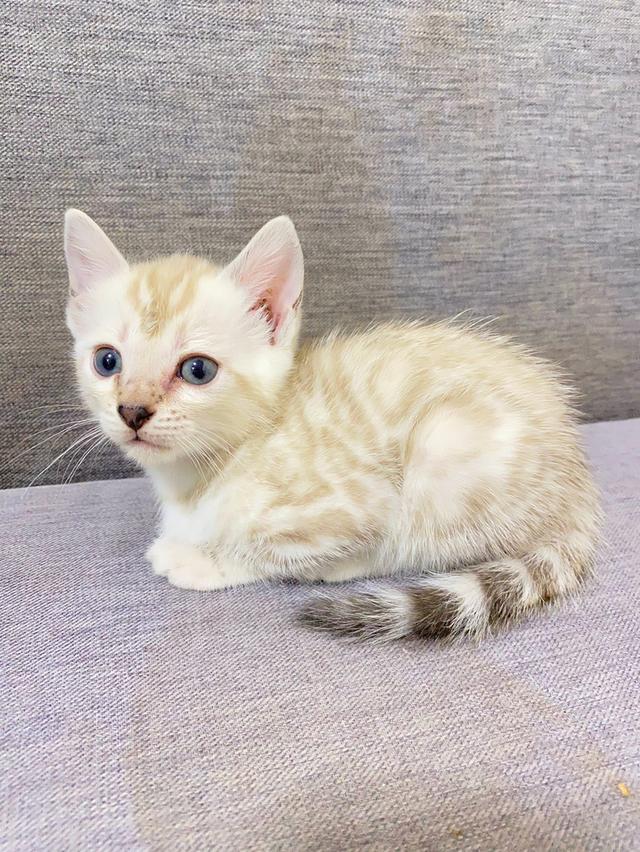 แมวเบงกแลสายพันธ์แท้ สวยย