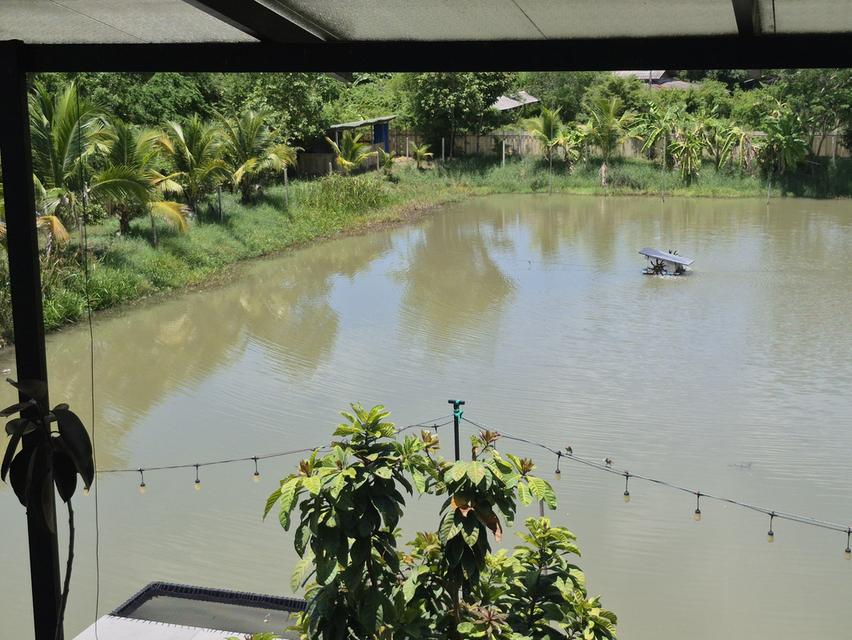 บ้านพร้อมที่ดินทำสวนเกษตร 18