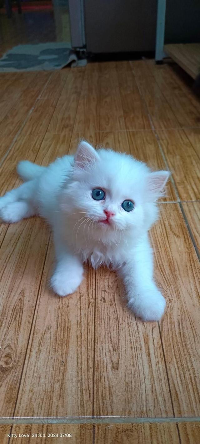 ขายแมวเปอร์เซียสีขาว น่ารักมาก 3