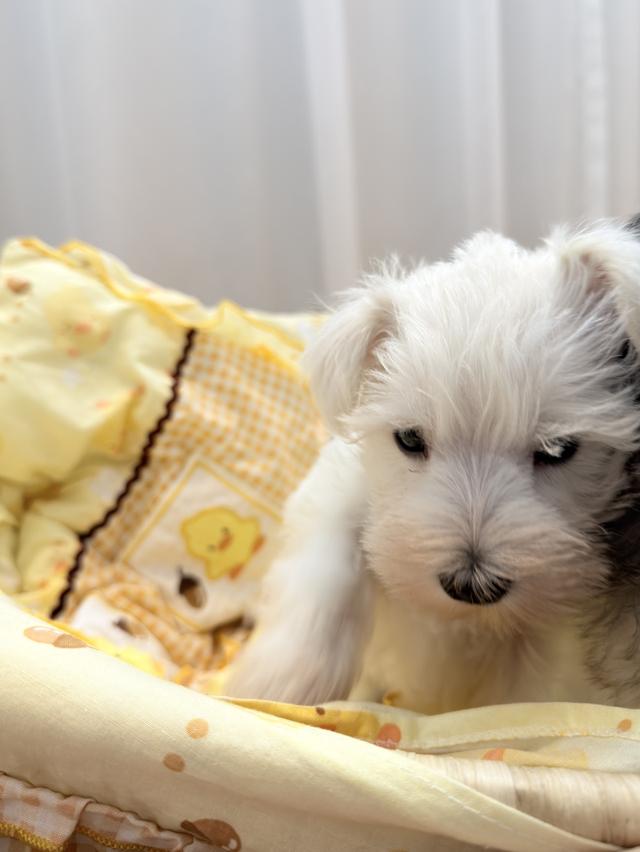 ลูกสุนัข miniature schnauzer เพศเมีย สีขาว 7