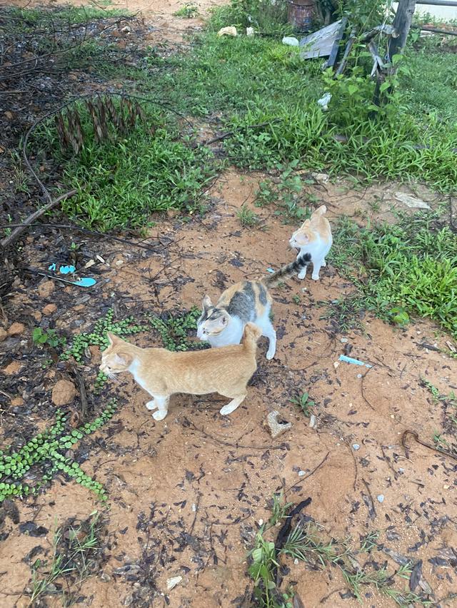 น้องแมวฟรี4ตัว เลือกตัวได้ 2