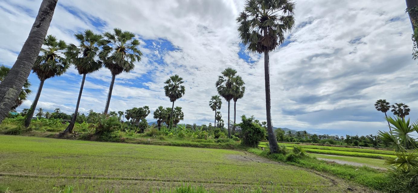 📢ที่ดินสวย🎯วิวภูเขา⛰ทุ่งนาป่าตาล🌴บรรยากาศดี🏞อุดมสมบูรณ์ 🌟2ไร่2งาน24ตรว.👑 ในชุมชน🧘ติดถนน🏡หมู่บ้าน ใกล้ไฟฟ้า🛜ประปา🌊คลอง🏧สาธารณูปโภค 12