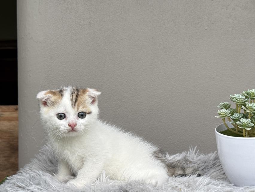 แมวสก๊อตติชโฟลด์ 7