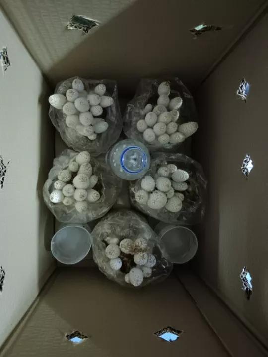 ก้อนเชื้อเห็ดโคนน้อย พร้อมคู่มือการดูแล