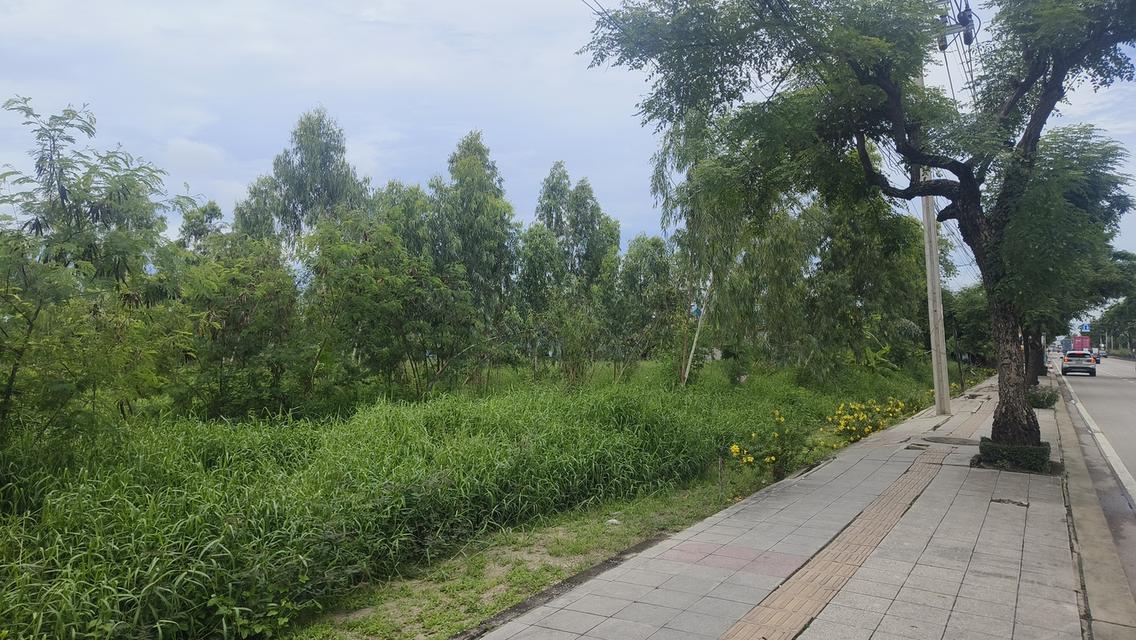 ขายด่วน ที่ดินติดถนนใหญ่ ราคาถูก 15