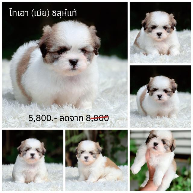 ชิสุแท้พร้อมย้ายบ้านสินสอดน่ารัก รูปที่ 4