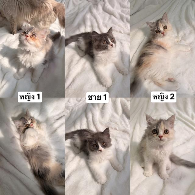 ลูกแมวเปอร์เซียร์ขนยาว รูปที่ 1