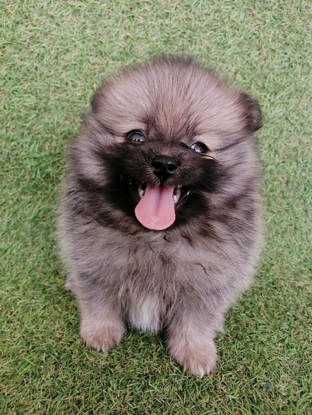 ***ขายเเล้ว**ปอมเเท้ เพศผู้ สีส้ม พร้อมย้าย