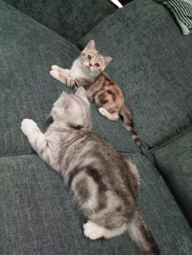 แมวสก็อตติช