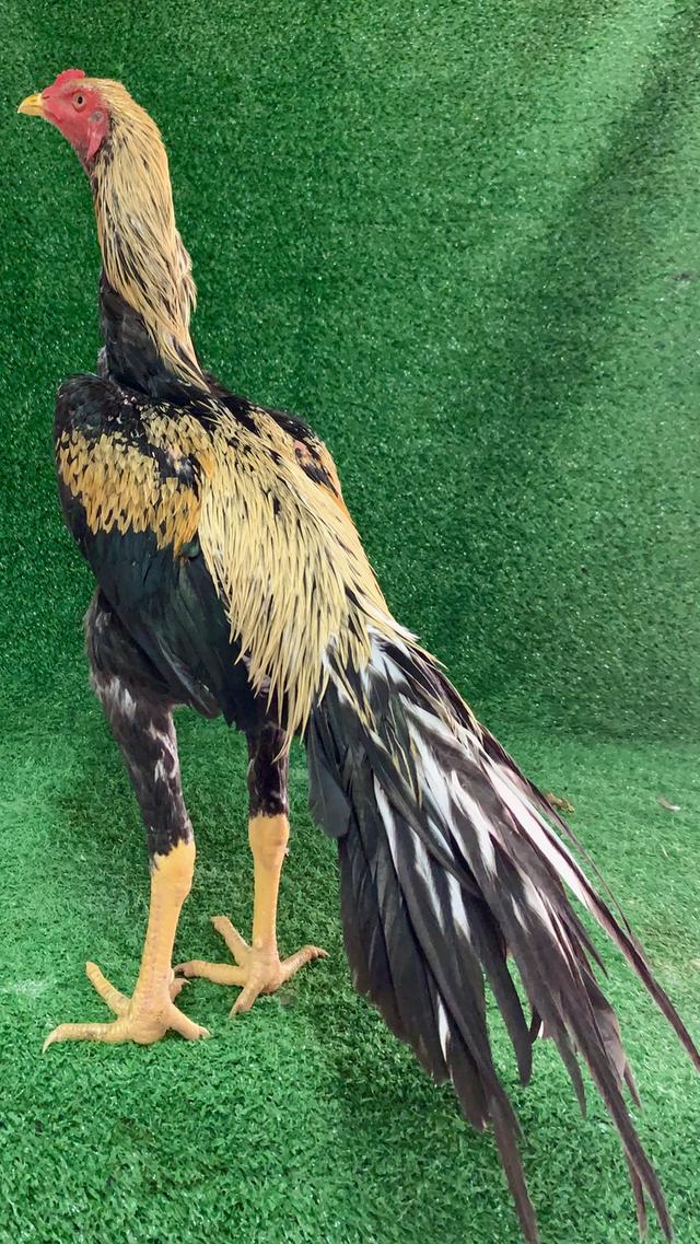 ไก่เหลืองหางขาวนเรศวร รูปที่ 3