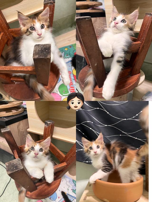 เมนคูน 2