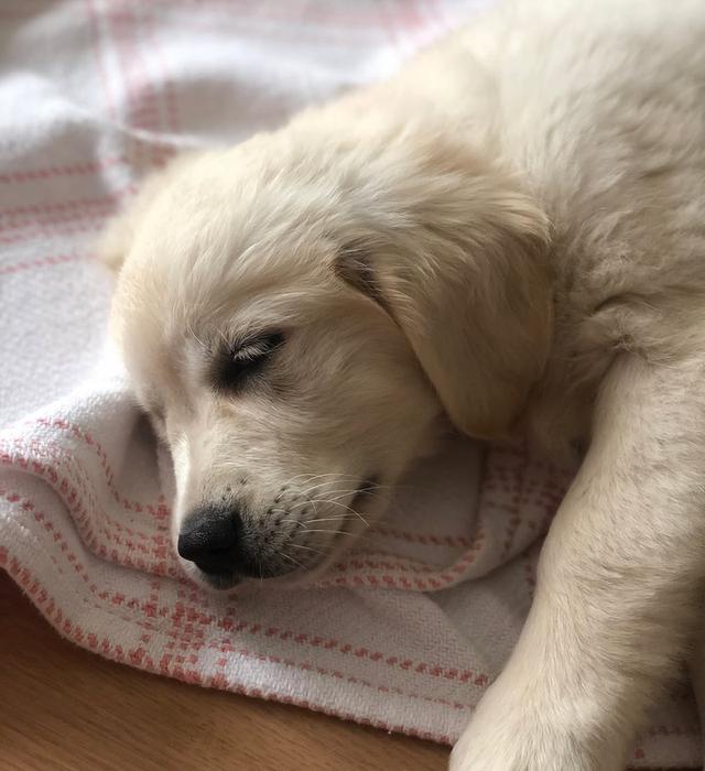 หาบ้านให้น้องหมา White Golden Retriever สีขาวน่ารักมาก 3