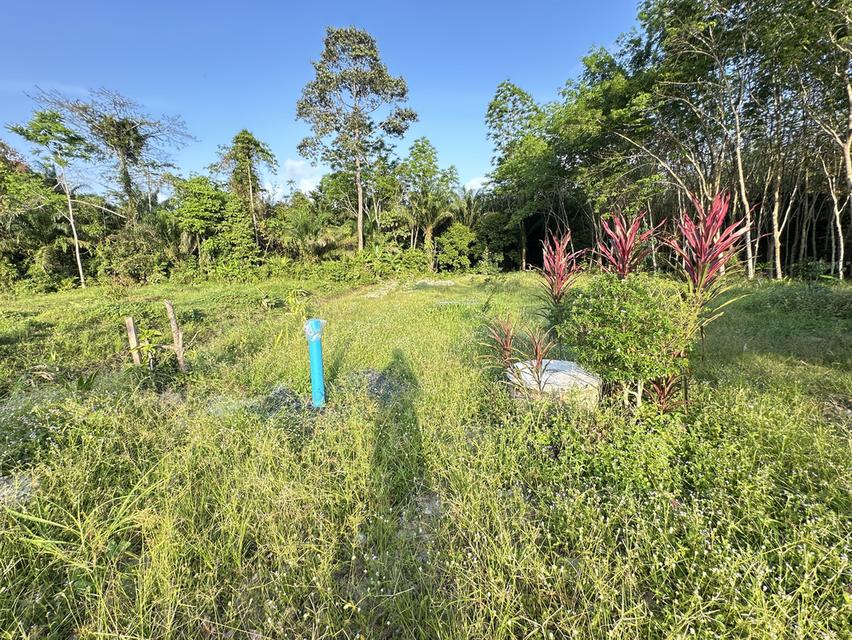 บ้านและสวน เนื้อที่ 1 ไร่ 3 งาน อยู่ใกล้วัดเจดีย์ไอไข่ ต.ฉลอง อ.สิชล จ.นครศรีธรรมราช 13