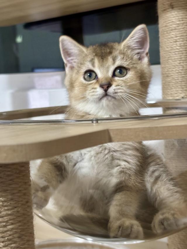 แมว British shorthair ชาย