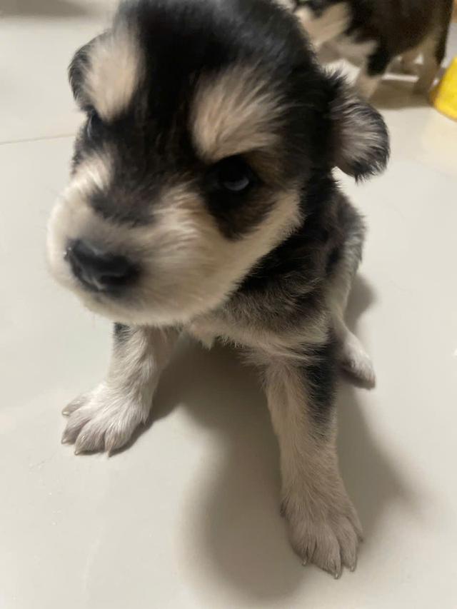 ไซบีเรียนโกลเด้น อายุ 1 เดือน รูปที่ 3