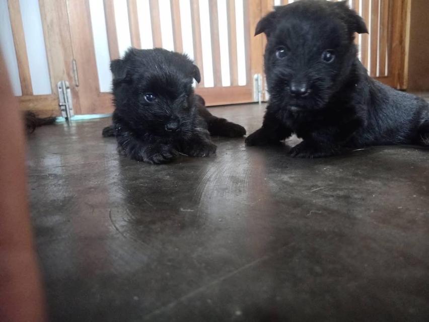 ลูกสุนัข Scottish Terrier 3