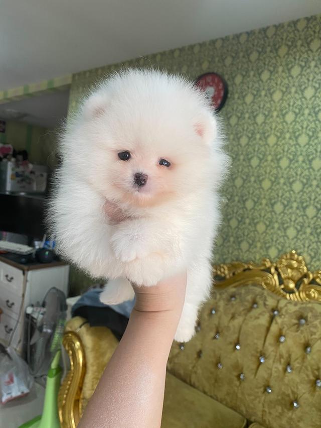 ปอมเมอเรเนียนแท้ อ้วนหมี ขนสวยแน่นฟู หมีๆ รูปที่ 3