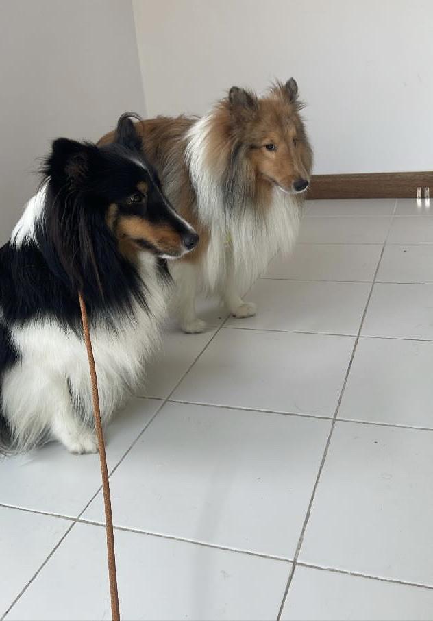 เชลตี้ shetland sheep dog (ลูกของน้องคนนี้)
