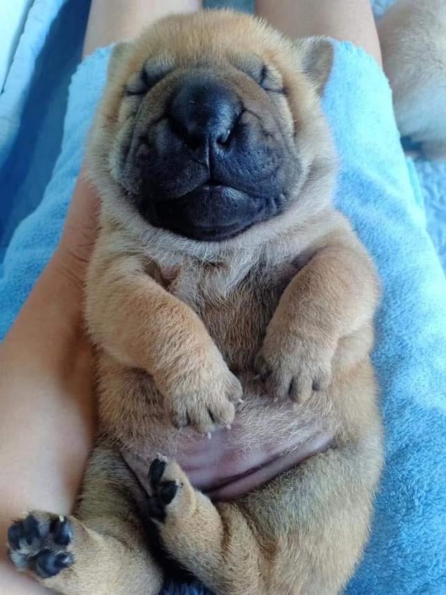 ลูกสุนัข Shar Pei สีน้ำตาล 3