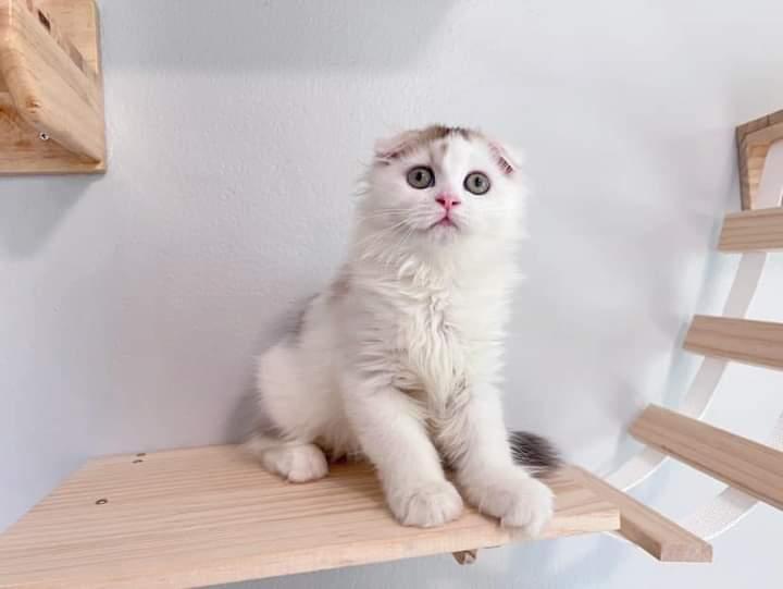 น้อง Scottish Fold  2