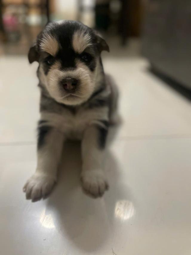 ไซบีเรียนโกลเด้น อายุ 1 เดือน รูปที่ 5