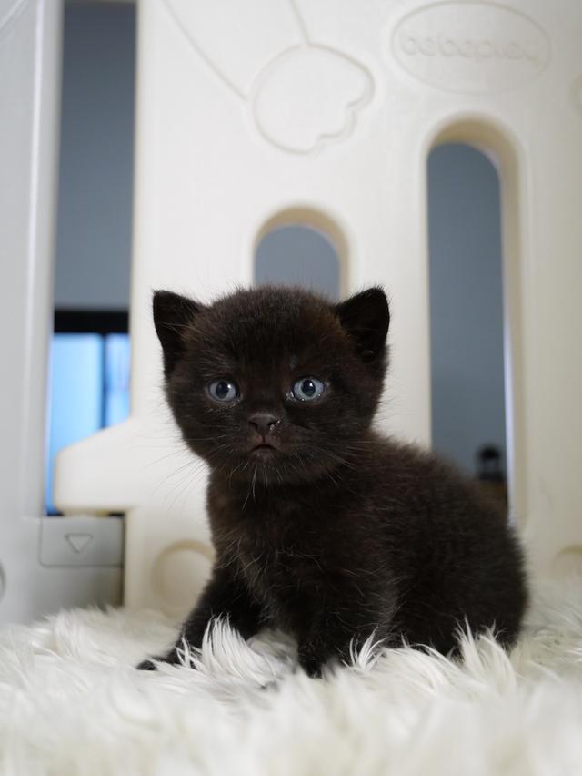 น้องแมวบริติชช๊อตแฮร์สีดำ รูปที่ 4