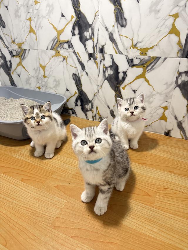 แมวพันธุ์สก๊อตติชแท้