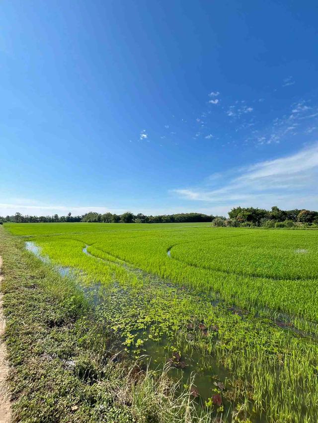 ขายที่ดินหนองบ้ว 11 ไร่ ดอนสีนนท์ซอย2 ใกล้ถนนเส้น3304-1กม. อ.บ้านโพธิ์ ฉะเชิงเทรา 2