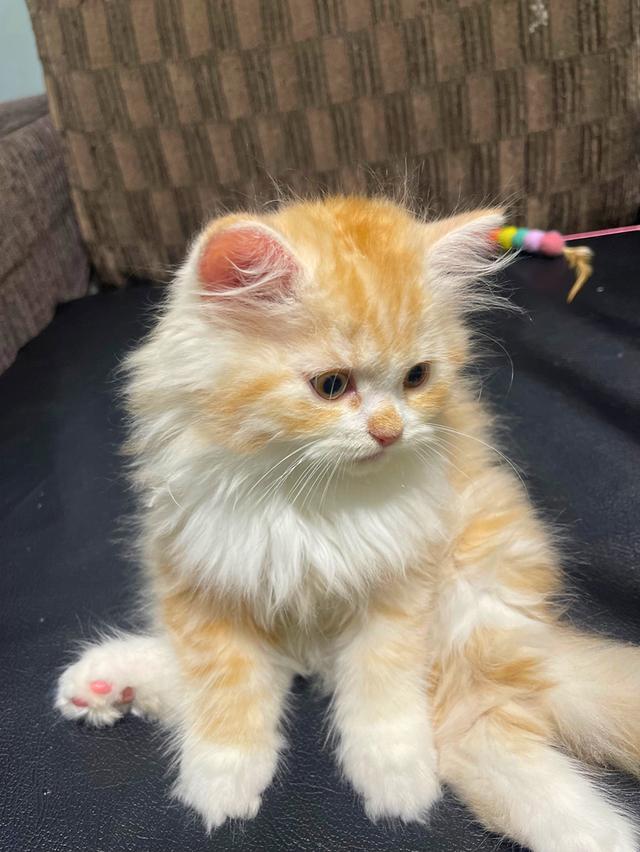 แมวส้มนำโชค-(ชาย)เกิด13/10/68พร้อมย้ายบ้าน รูปย่อยที่ 2