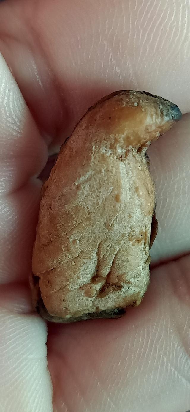 สาริกา หลวงพ่อสนิท วัดลำบัวลอย 3