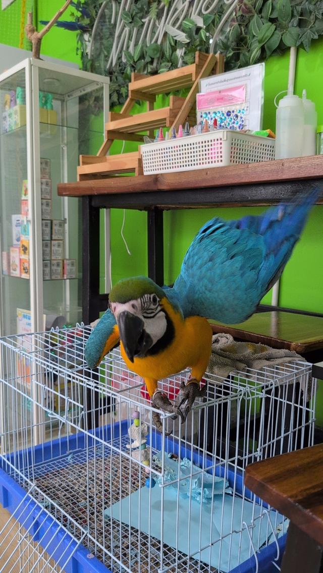 Chirp & Chill Bird Cafe 2