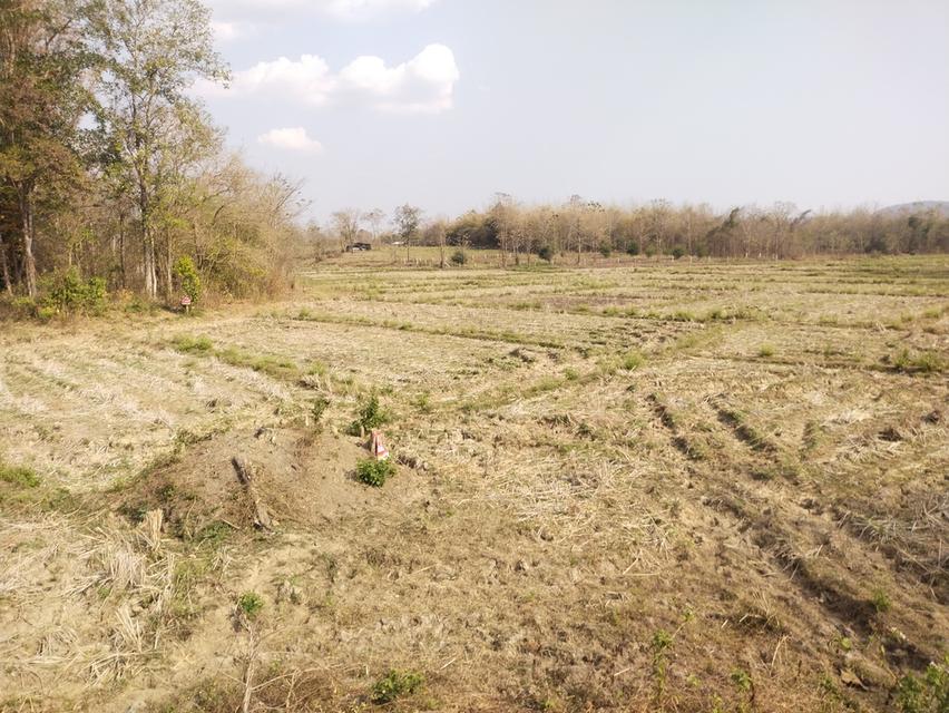 ที่ดินพร้อมสวนปลูกสร้าง 5