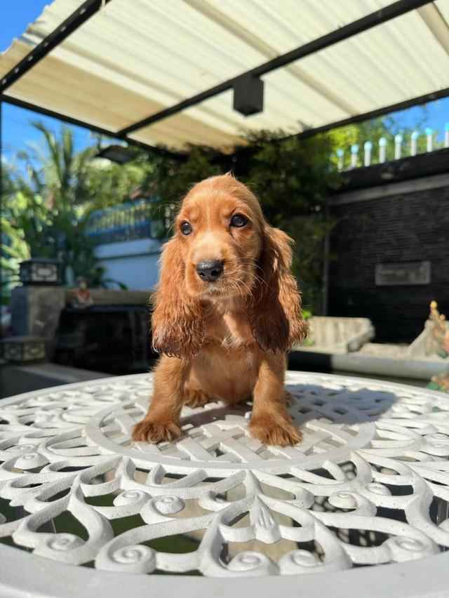 Cocker Spaniel Puppies  WhatsApp me : +66 63 826 3042