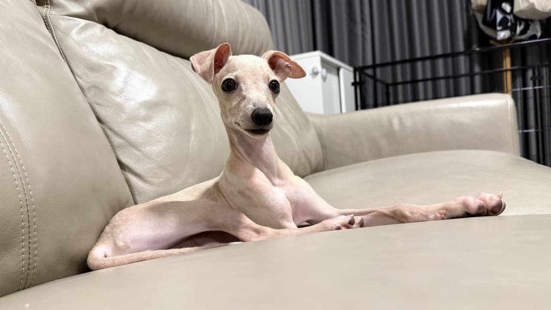 อิตาเลียน เกรย์ฮาวด์ รูปที่ 1