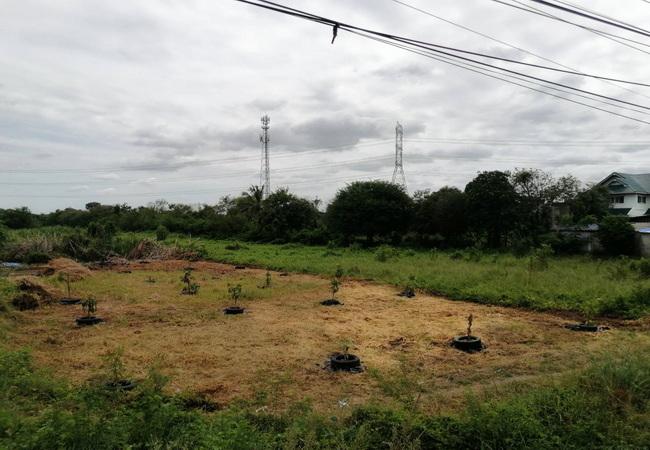 ขายที่ดิน ติดถนนบ้านกล้วย-ไทรน้อย ตำบลไทรน้อย อำเภอไทรน้อย นนทบุรี 6