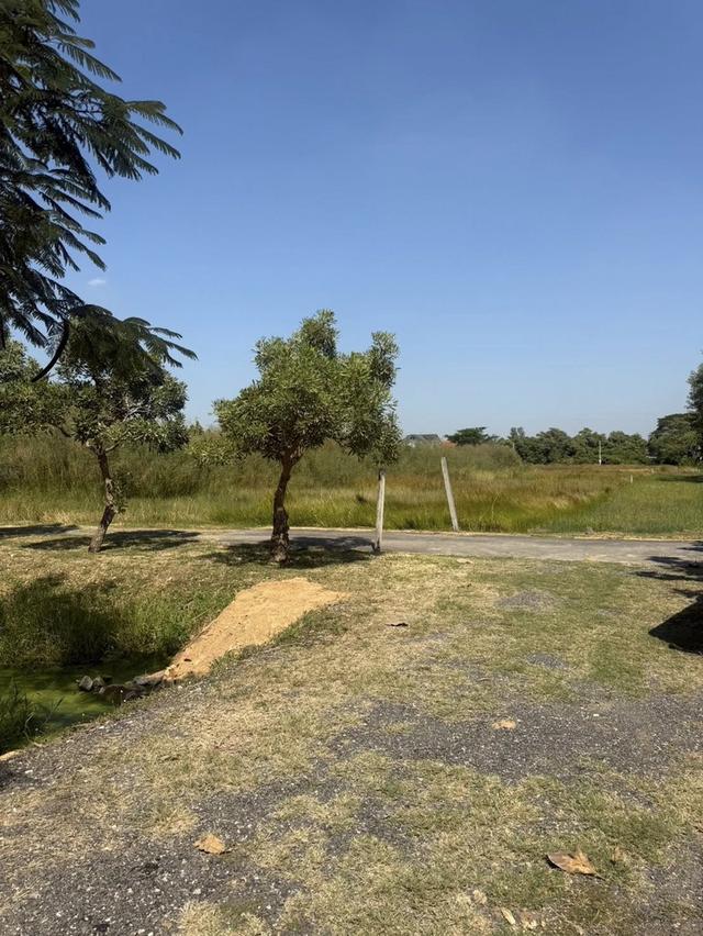 ขายที่ดินในตัวเมืองบางคล้าเนื้อที่ 4 ไร่ ติดถนน2ด้านซอยซ.ราษฎรอุทิศ หลังการประปา อ.บางคล้า จ.ฉะเชิงเทรา 1