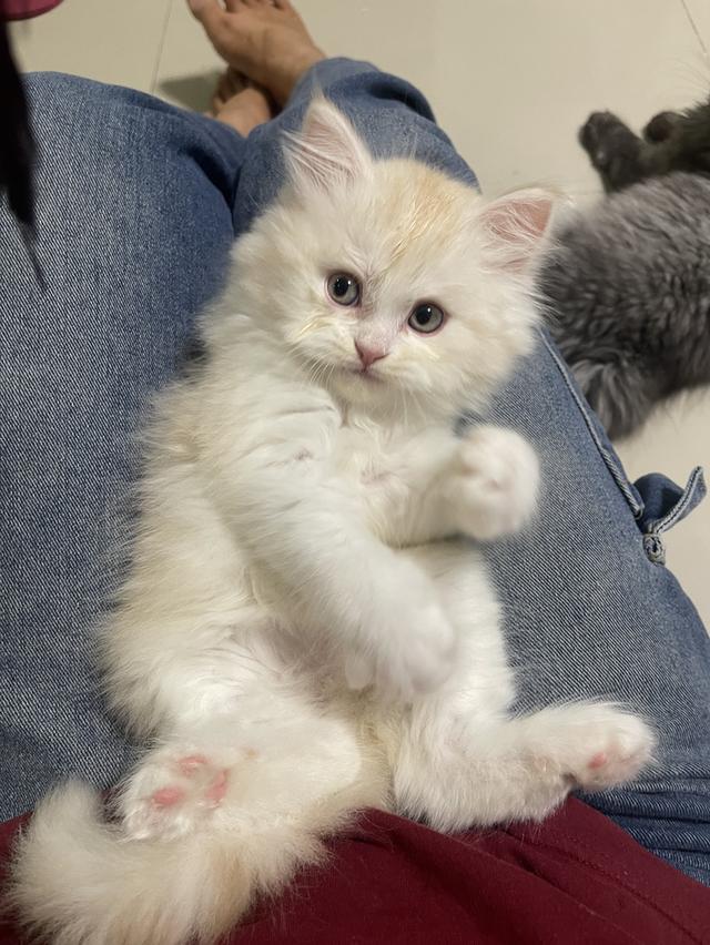 เปิดจองเด็กชายส้ม(สก๊อตติชโฟผสม) รูปที่ 13