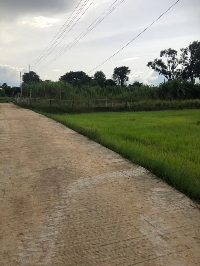 เจ้าของขายเอง ขายที่ดิน 5 ไร่กว่า ติดถนน น้ำ-ไฟ ถึง ห่างสถานีรถไฟ อำเภออุทุมพรพิสัย 5 กิโล เดินทางสะดวกมาก 11
