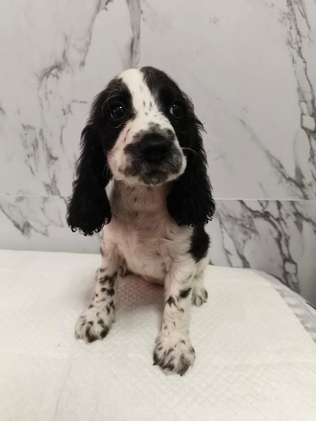 ลูกสุนัขพันธุ์อิงลิชค็อกเกอร์สเปเนียล 8