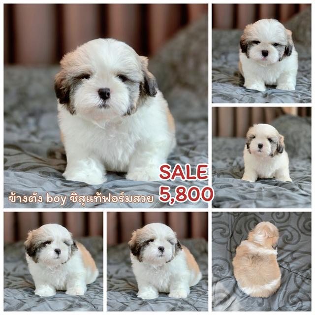 ชิสุแท้เกรดสวยพร้อมจุ๊บ รูปที่ 3