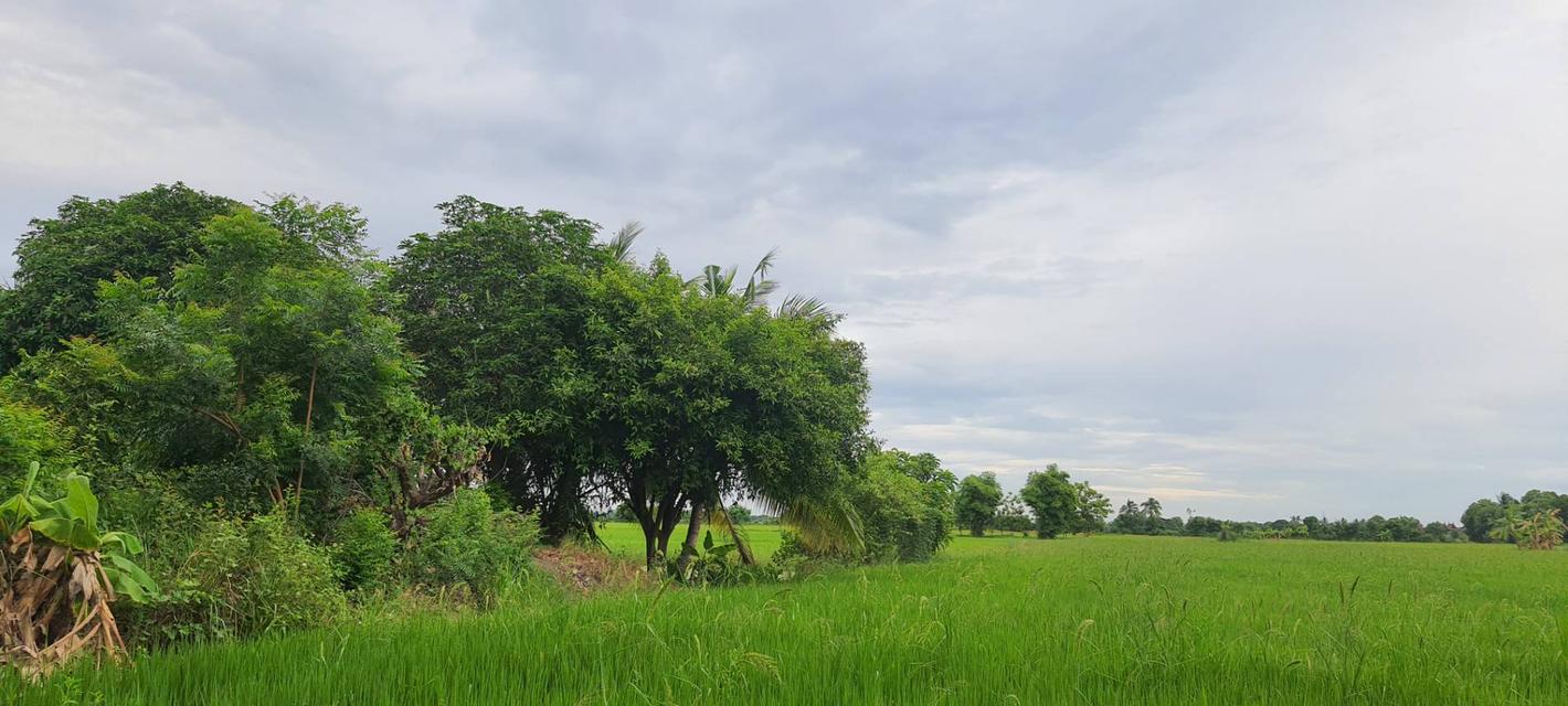ขายที่ดิน 1