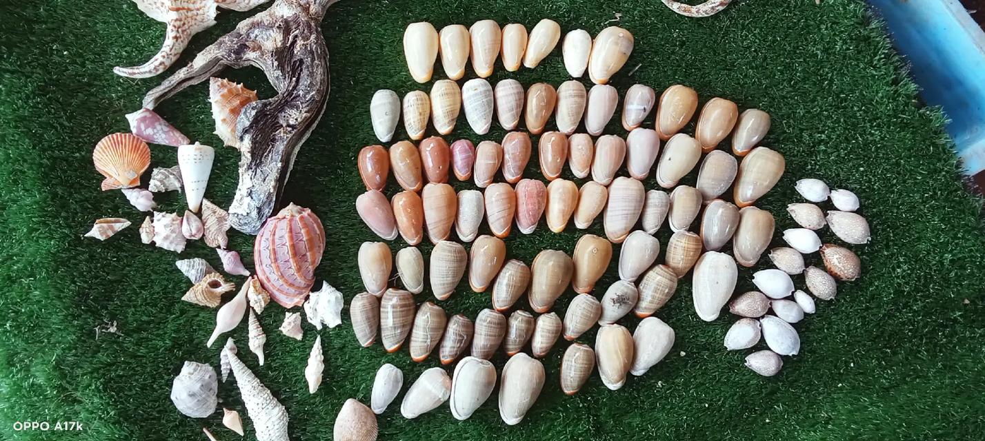 เปลือกหอยสวยงาม สระสม รูปที่ 5