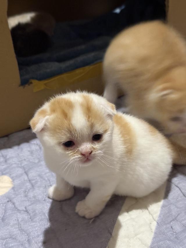 สัตว์เลี้ยง แมวสก็อตตีชโฟลด์ รูปที่ 7