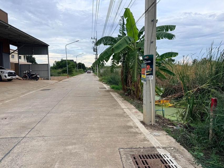ขายด่วนที่ดิน 100 ตรว ติดถนนคอนกรีตสาธารณะ ซ.บงกช 71 อ.คลองหลวง จ.ปทุมธานี 5