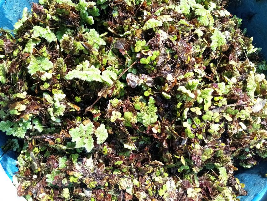 แหนแดน แหนเป็ดอาหารสัตว์ 5