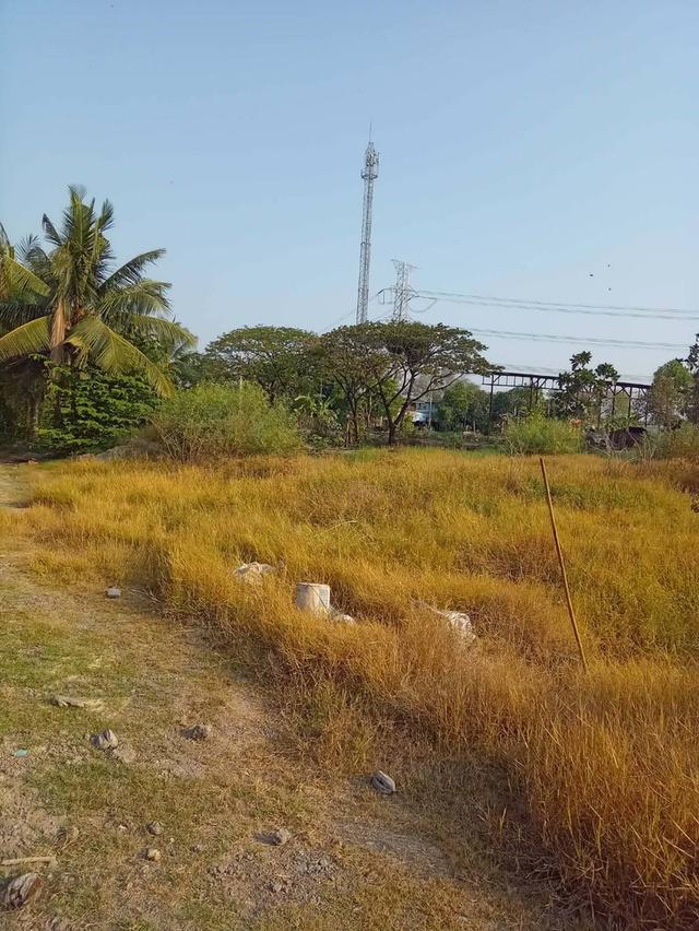 ที่ดินเปล่า 1ไร่ ติดถนน ไฟฟ้า แหล่งชุมชน 2